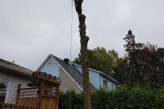 abattage-services-arbre-expert (3)