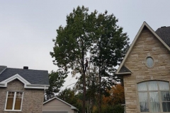 abattage-services-arbre-expert (5)