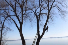 service-abattage-arbre-expert-abattage