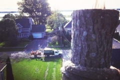 service-abattage-arbre-lavaltrie-expert