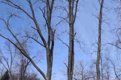 service-abattage-arbre-lavaltrie