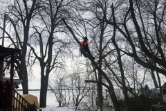 service-abattage-arbre