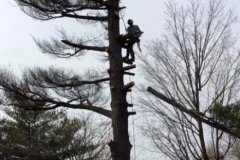 service-arbre-expert-abattage-arbre